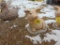 Concrete pig