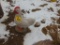 Chicken family, Hen and 3 chicks