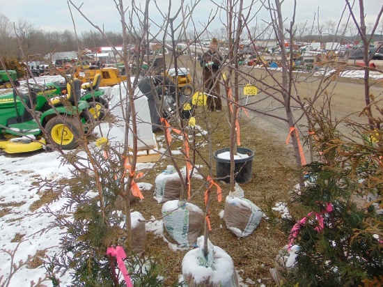 One Honey crisp apple tree