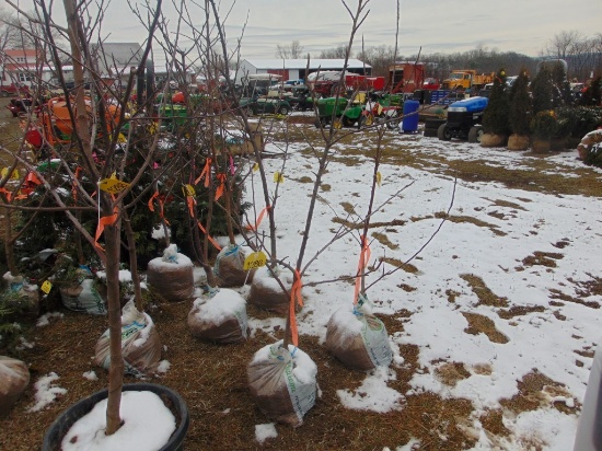 One Honey crisp apple tree