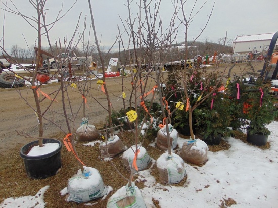 One Honey crisp apple tree