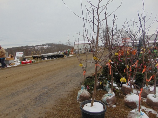One Honey crisp apple tree