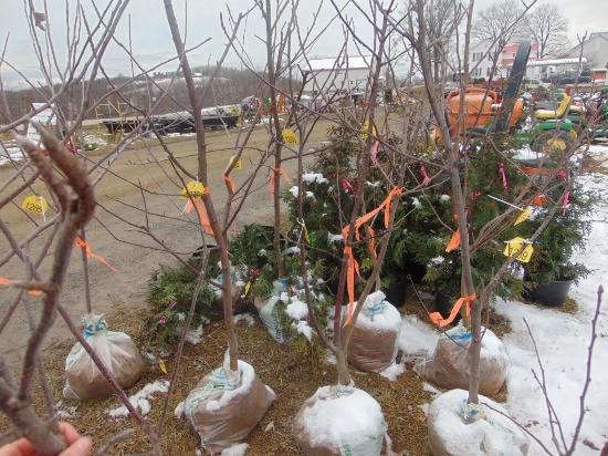 One Honey crisp apple tree
