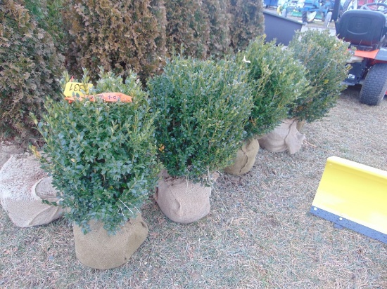 5 Box Wood