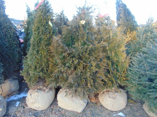 5 Nigra Shrubs