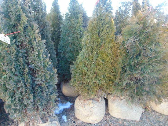5 Emerald Green Shrubs
