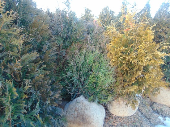 5 Elegantissima Shrubs