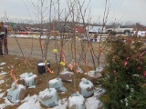 One Honey crisp apple tree
