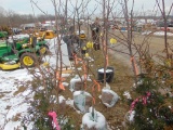 One Honey crisp apple tree