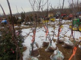 One Honey crisp apple tree