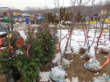 One Honey crisp apple tree