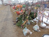 One Honey crisp apple tree