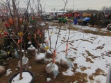One Honey crisp apple tree
