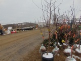 One Honey crisp apple tree