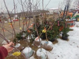 One Honey crisp apple tree