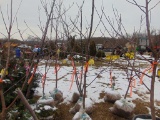 One Honey crisp apple tree