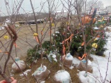 One Honey crisp apple tree