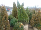 5 Emerald Green