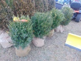 5 Box Wood