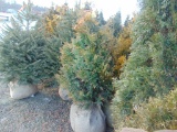 5 Emerald Green Shrubs