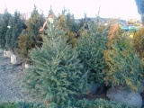 5 Spruce Shrubs