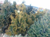 5 Yellow Ribbon Shrubs