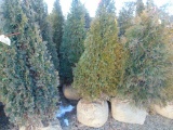 5 Emerald Green Shrubs