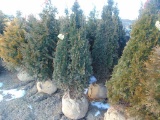5 Degroot Shrubs