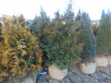 5 Nigra Shrubs
