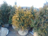 5 Yellow Ribbon Shrubs