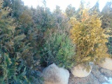 5 Elegantissima Shrubs