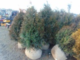 5 Nigra Shrubs