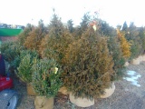 5 Elegantissima Shrubs