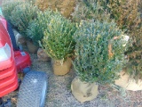 5 Boxwood shrubs