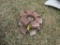 Pair of wheel weights
