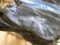 5 Calf Blankets