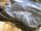 5 Calf Blankets