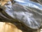 5 Calf Blankets