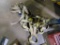 Box Lot of Ratchet Straps