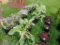 5 Hosta Plants