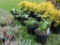 5 Black Raspberry Plants