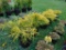 5 Gold Thread Cypress