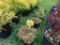 5 Hens & Chick Plants
