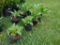 5 Hosta Plants