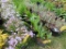 5 White Lily of the Valley