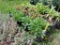 5 Black Eye Susan