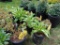5 Hosta Plants