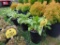 5 Hosta Plants
