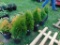 5 Emerald Green Arberviteas