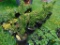 5 Yews